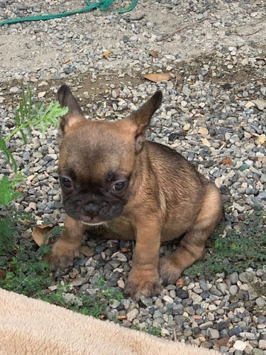 Cachorros Bulldog Francés 