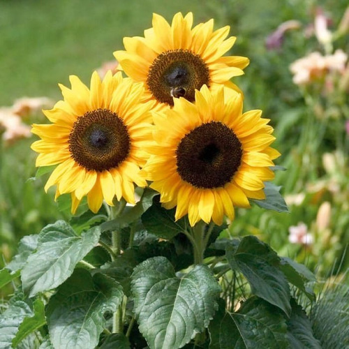 5 Semillas Flor Girasol Domino + Obsequio Germinación