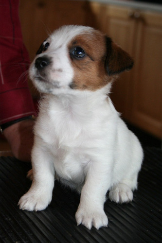Jack Russell 6 Tricolor