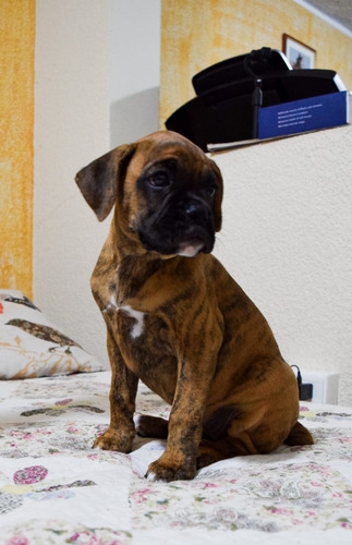 Cachorros Boxer 