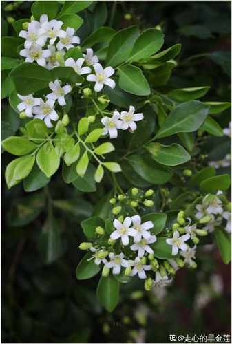 Plantin De Murraya Paniculata/azahar De La India