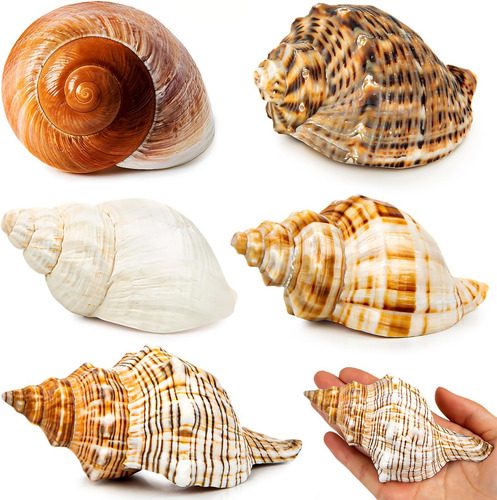 5 Conchas De Cangrejo Ermitaño Extra Grandes De Wedosoy | De