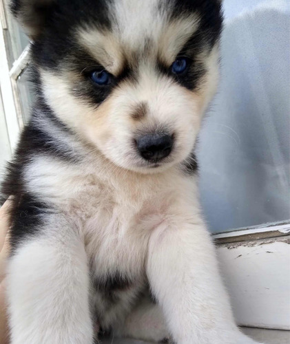 Husky Siberiano Puro Con Pedigree