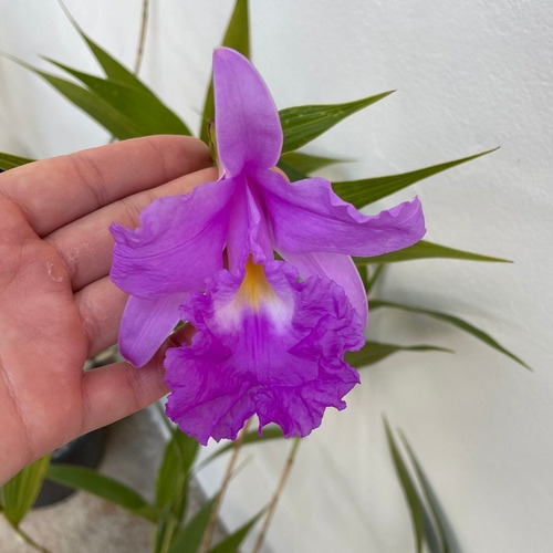 Orquídea Terrestre Sobralia Cores Diversas Muda Adulta