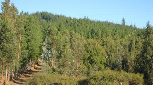 Bosque Con Manejo Cauquenes Inversión (63196)