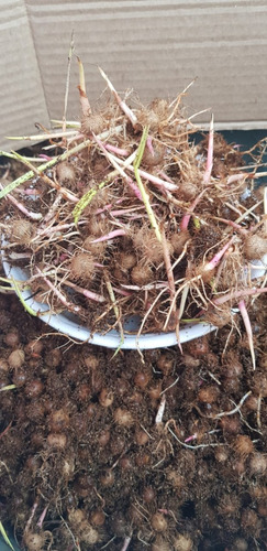 1000semente De Açaí Brs E Anao Pará Germinadas Pronta Plant