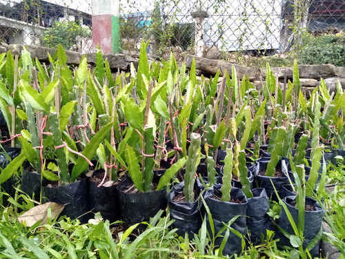 2 Plantas De Pitahaya Enraizados Roja Y Blanca