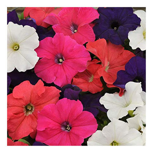 Pack 2 Sobres De Semillas De Petunia Colores Variados (flor)