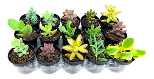 Plantas Suculentas Mudas Coloridas Kit C/ 10 Fácil Cultivo