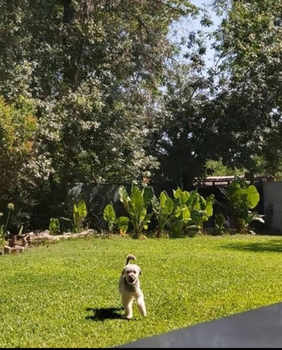 Imagen 3 de 5 de Guardería Canina Dog Inn En Ingeniero Maschwitz