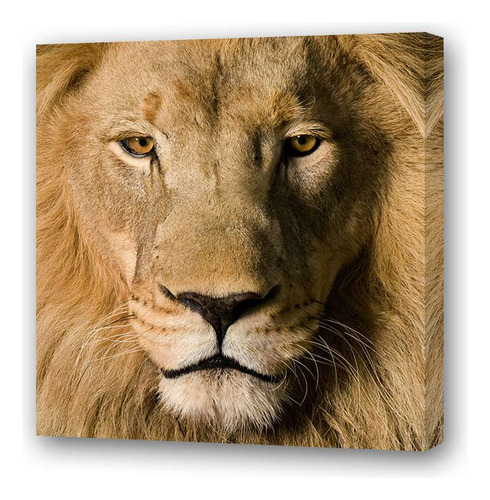 Cuadro 60x60cm Leones A2 Leon Frente Feroz M2