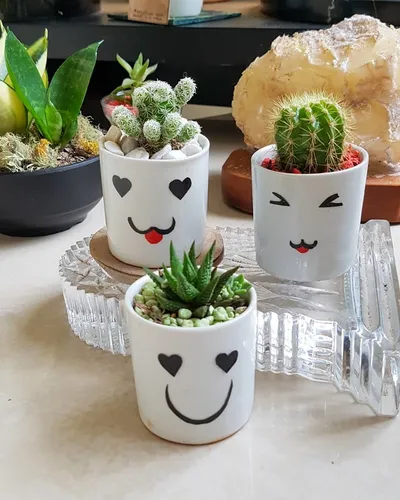 Mini Cactus Y Suculentas