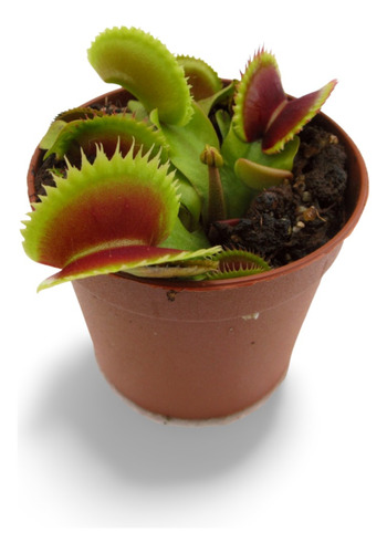 Planta Flor Dionaea