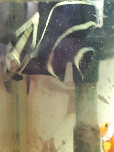 Peixe Paru Água Salgada