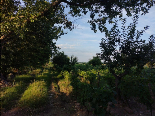Vendo Finca Viñedos San Rafael Las Paredes