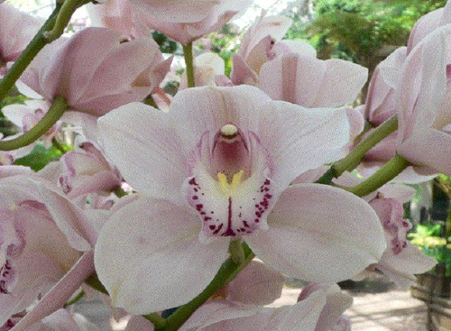 300 Semillas De Orquídea Cymbidium Blanco + Instructivo