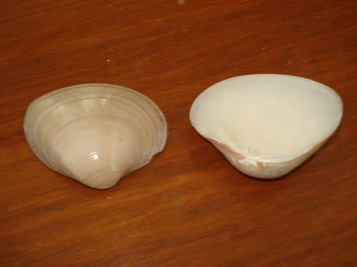 Conchas Mar,conchas,12 Pzas,envió Incluido,baútizo,recuerdos (Usado)