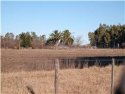Imagen 8 de 12 de Campo Con Casa En Las Flores ,7 Hectarias,sojero