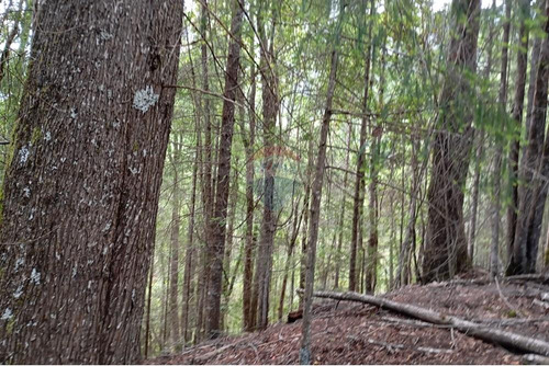 Venta Parcela Pucón Con Acceso A Rio Carhuello
