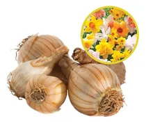 Comprar Bulbos Narcisos Colores Variados - Pack X5 Nacionales