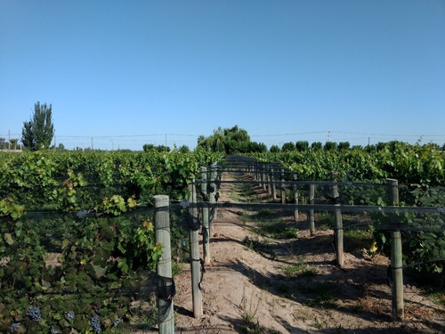 Imagen 5 de 13 de 3,9 Has En Excelente Estado. Maipú, Mendoza