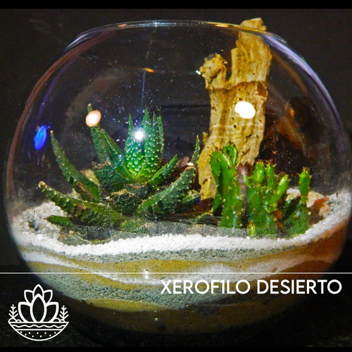 Terrario Xerofilo Desierto N1 En Fanal De Vidrio 5