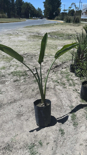 Vivero Elizabet Tu Consulta No Molesta