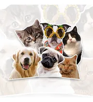 Comprar Stickers Calcos Vinilos Premium - Personalizados X20u
