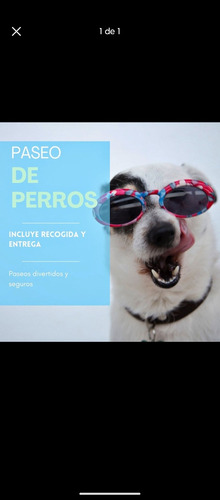 Paseos Caninos Seguros Y Divertidos.soy De Cuidad De La Cost