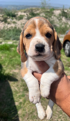 Beagle Hermosos Cachorros Tricolor