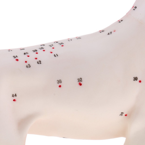 Nuevo Modelo De Acupuntura For Perros Con 72 Puntos De