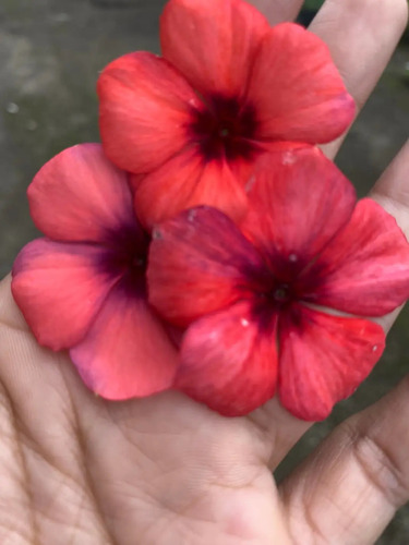 47 Sementes Vinca Madagascar Exóticas Raras.