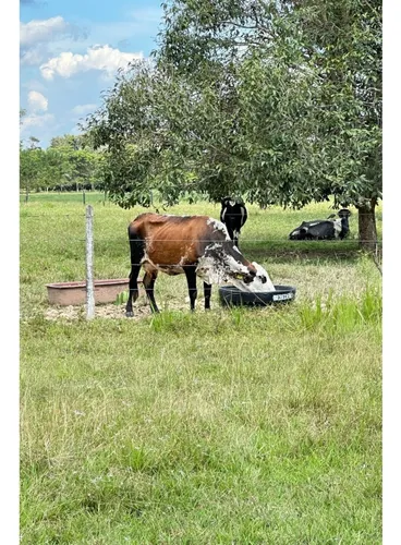 Gran Finca Ganadera, Meta
