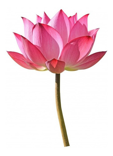 Flor De Lotus - Nelumbo Nucifera - Lotus Sagrado - Sementes