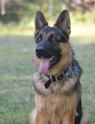 Servicio Ovejero Aleman - Busco Novia - Busco Hembra - Monta