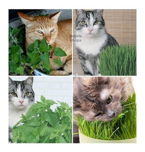 Kit Sementes De Grama E Erva Dos Gatos Catnip Promoçao