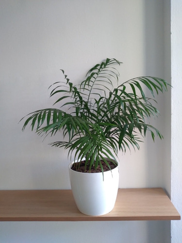 Palmera De Salón-chamadorea Elegans + Maceta Premium N22