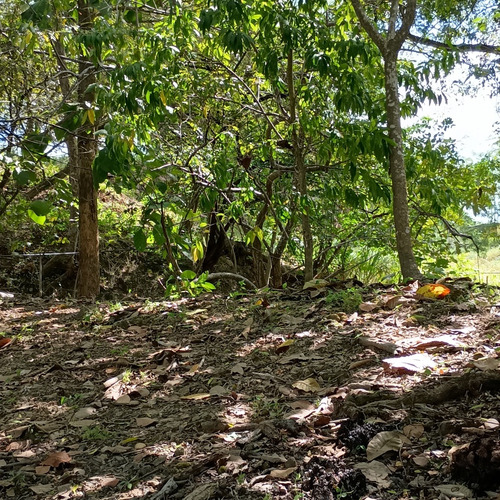 Terreno En San Carlos De 8666 Mt2