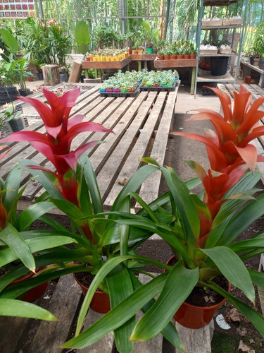 Imagen 2 de 3 de Planta De Interior Guzmania M14