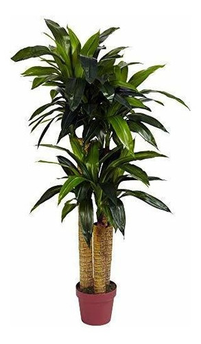 Planta Artificial Dracaena De Maíz 4ft.