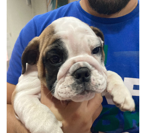 Bulldog Inglés Cachorros Machos Y Hembras Inscritos