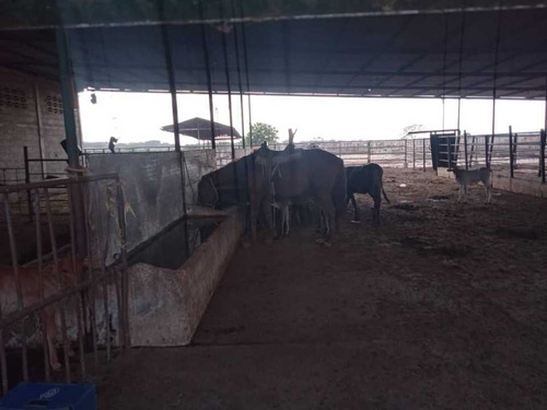 Imagen 9 de 14 de Finca 303 Hectáreas En Guárico, Vía Santa Rita.
