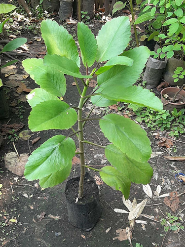 Imagen 1 de 2 de Planta De Kalanchoe Pinnata