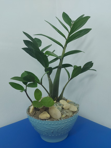 Planta Ornamental, Mata Decorativa Mesas Fiesta, Oficina