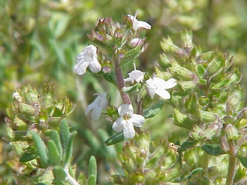 Semillas De Tomillo Aromatica Beltrame 1g Huerta