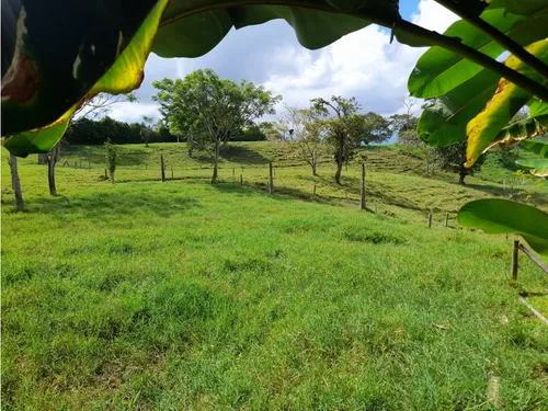 Venta Finca Sector La Pola - 7 Cuadras