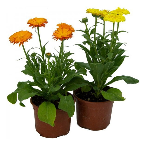 Planta Calendula Para Hongos En La Piel