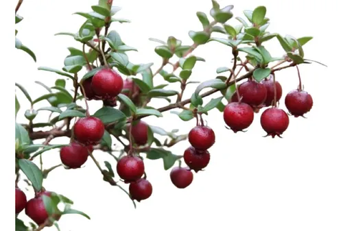 Planta De Murta - Murtilla (ugni Molinae) Frutal Nativo!!