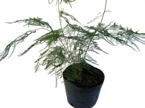 Helecho Plumoso Asparagus Grande