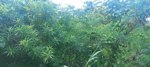 Venta 2 Lotes De 486 M² Col. Circulo Michoacano Poza Rica Ver